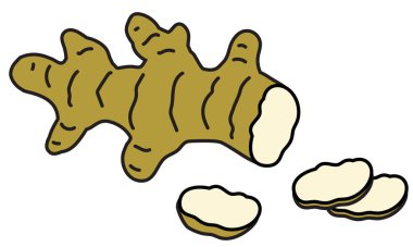 Doodle cartoon ginger root. For menu, farmers market design, cocktail making process illustration, cookbook decoration etc