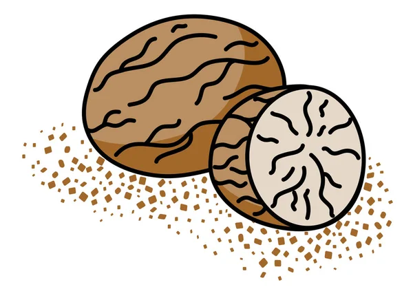 Doodle Cartoon Whole Grated Nutmeg Spice Menu Farmers Market Design — Vector de stock