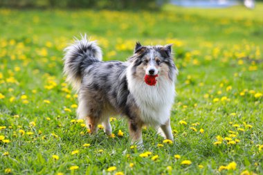 Mavi merle shetland Çoban Köpeği Sheltie Ağzında eski kırmızı top.
