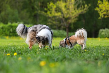 Parkta birden fazla köpek kokluyor. Fotoğraf, güneşli bir bahar gününde çekildi..