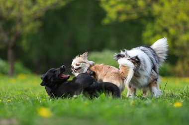 Büyük bir köpek parkında oynayan üç köpek. Fotoğraf, güneşli bir bahar gününde çekildi..