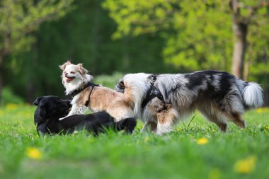 Büyük bir köpek parkında oynayan üç köpek. Fotoğraf, güneşli bir bahar gününde çekildi..