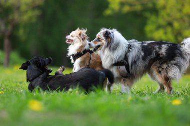 Büyük bir köpek parkında oynayan üç köpek. Fotoğraf, güneşli bir bahar gününde çekildi..