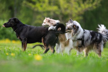 Büyük bir köpek parkında oynayan üç köpek. Fotoğraf, güneşli bir bahar gününde çekildi..