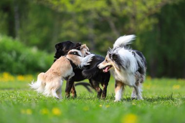 Büyük bir köpek parkında oynayan üç köpek. Fotoğraf, güneşli bir bahar gününde çekildi..