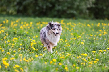 Mavi Merle Shetland çoban köpeği ağzında küçük bir tahta sopayla kameraya doğru yürüyor. Fotoğraf ılık bir bahar gününde çekildi..