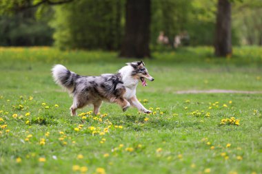 Mavi Merle Shetland çoban köpeği Sheltie parkta koşuyor. Fotoğraf ılık bir bahar gününde çekildi..