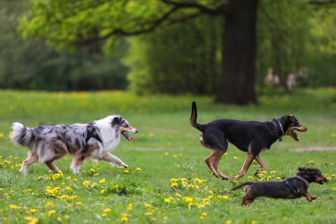 Üç köpek parkta oynayıp eğleniyor. Fotoğraf, ılık bir bahar gününde çekildi. Fotoğraf ılık bir bahar gününde çekildi..