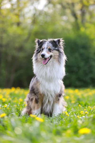 Bautiful Warm Photo Rare Blue Merle Shetland Sheepdog Sitting Green — Stock Photo, Image