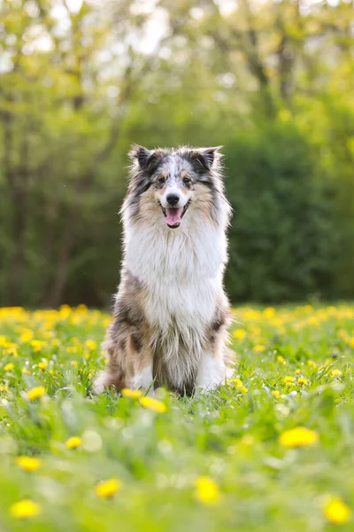 Nadir bulunan mavi merle shetland çoban köpeğinin sıcak fotoğrafı yeşil çimlerde oturuyor. Fotoğraf sıcak bir yaz gününde çekildi..