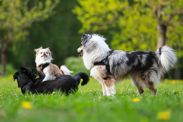 Three dogs playing on a large dog park. Photo taken on a warm sunny spring day.