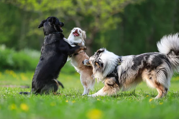 大きな犬の公園で遊んでいる3匹の犬 天気の良い春の日に撮影した写真 — ストック写真