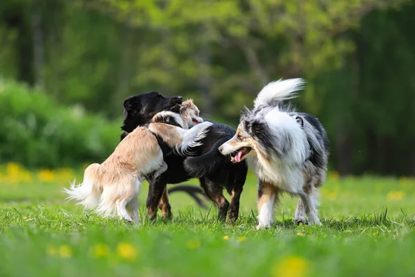 Büyük bir köpek parkında oynayan üç köpek. Fotoğraf, güneşli bir bahar gününde çekildi..