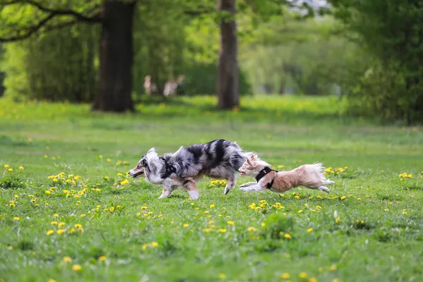 Dva Chlupatí Psi Běhali Parku Fotografie Pořízena Teplý Jarní Den — Stock fotografie