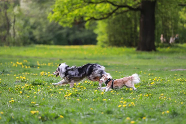 Dois Cães Fofos Correr Parque Cães Foto Tirada Dia Quente — Fotografia de Stock