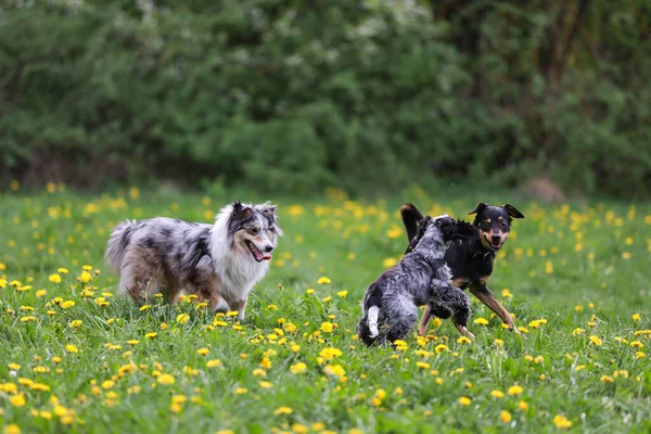 Three Dogs Having Fun Playing Park Photo Taken Warm Spring — Stock Photo, Image