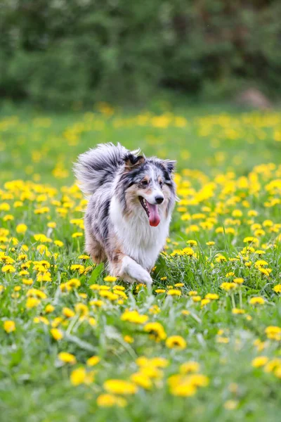 Blue Merle Shetland Schäferhund Sheltie Steht Park Feld Mit Vielen — Stockfoto