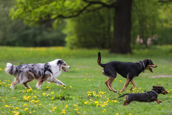 Drie Honden Die Plezier Hebben Het Park Spelen Foto Genomen Rechtenvrije Stockfoto's