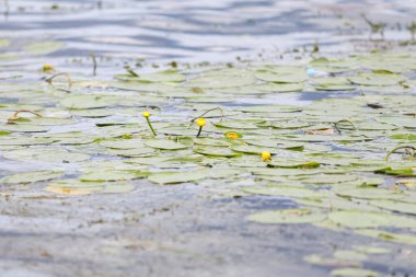 Deniz kenarı çiçekleri açıyor. Fotoğraf sıcak bir yaz gününde çekildi..