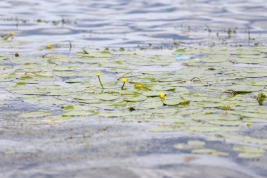Deniz kenarı çiçekleri açıyor. Fotoğraf sıcak bir yaz gününde çekildi..