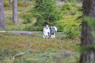 Yeşil çam ormanında duran mavi merle shetland çoban köpeği. Fotoğraf, sıcak bir bulutlu günde çekildi..