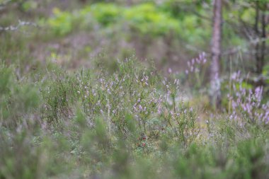 Yeşil ormanda çiçek açan fundanın ayrıntıları. Fotoğraf sıcak ve bulutlu bir yaz gününde çekildi..