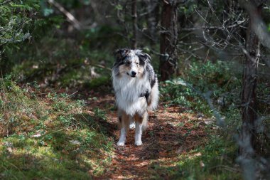 Mavi merle shetland çoban köpeği küçük bir orman yolunda duruyor. Sıcak bir yaz gününde, ağaçların arasında gölgelerle çekilmiş bir fotoğraf..