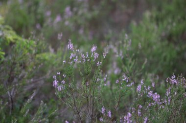 Ormanda çiçek açan fundalarla ilgili yeşil detayları kapat. Fotoğraf, sıcak bir bulutlu günde çekildi..