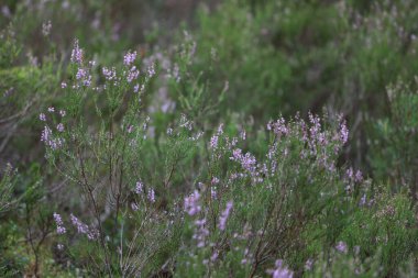 Ormanda çiçek açan fundalarla ilgili yeşil detayları kapat. Fotoğraf, sıcak bir bulutlu günde çekildi..