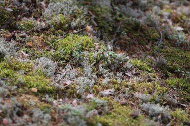 Güzel, derin Avrupa orman yosunlarının yakın plan fotoğrafları. Fotoğraf, sıcak bir yaz bulutunda çekildi..
