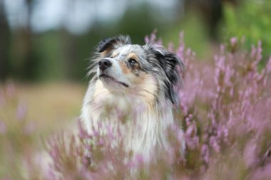 Mavi merle shetland çoban köpeği Sheltie köpek portresinin fotoğrafını ormanda, çiçek açan fundalıkların yanında çek. Fotoğraf sıcak ve bulutlu bir yaz gününde çekildi..