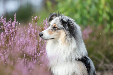 Mavi merle shetland çoban köpeği Sheltie köpek portresinin fotoğrafını ormanda, çiçek açan fundalıkların yanında çek. Fotoğraf sıcak ve bulutlu bir yaz gününde çekildi..