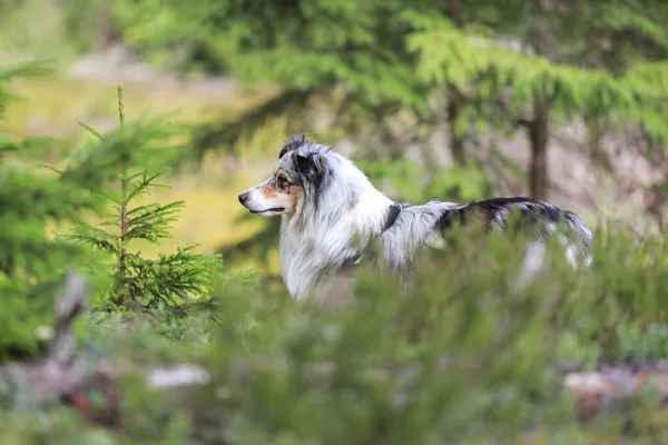 Голубой Шетландский Овчарка Стоящий Зеленом Сосновом Лесу Фото Сделано Тёплый — стоковое фото