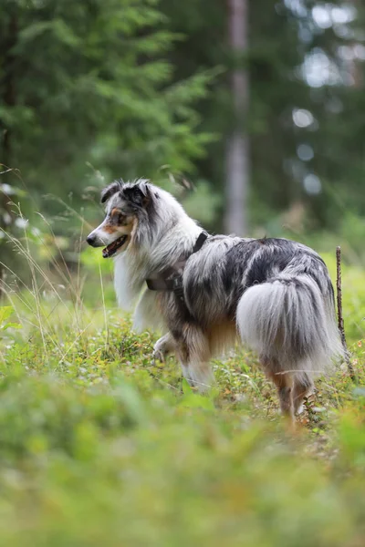 Blue Merle Shetland Sheepdog Floresta Pinheiros Verdes Foto Tirada Dia — Fotografia de Stock