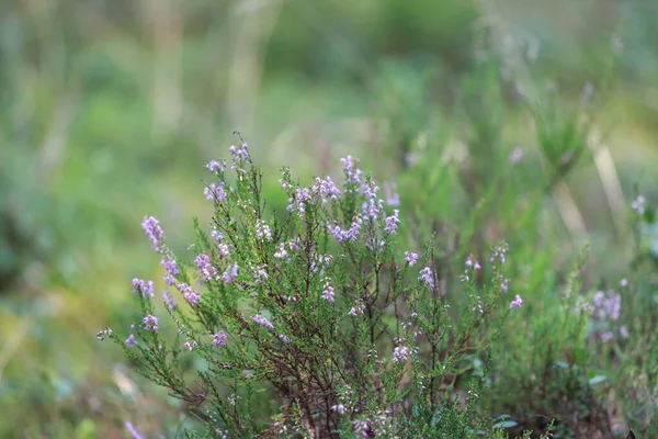 Détails Bruyère Fleurie Dans Forêt Verte Photo Prise Lors Une — Photo