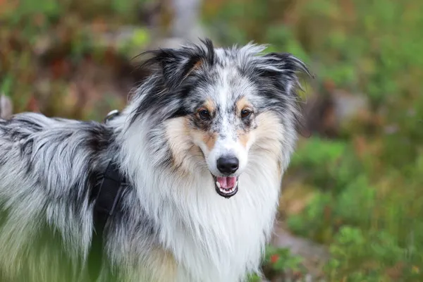 Mutlu ifade Shetland çoban köpeği ayakta kameraya bakıyor. Fotoğraf, sıcak ve bulutlu bir ormanda çekildi..