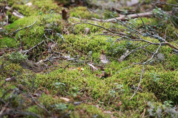Close Szczegóły Zdjęcie Piękny Głęboki Europejski Mech Leśny Zdjęcie Zrobione — Zdjęcie stockowe
