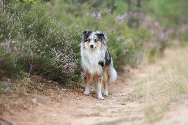 Blue Merle Shetland Sheepdog Standing Forest Road Blooming Heathers Photo — Stock Photo, Image