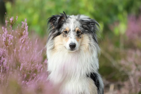 Närbild Foto Blå Merle Våtmark Sheepdog Sheltie Hund Porträtt Foto — Stockfoto