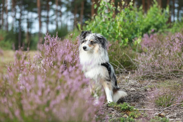 Закрыть Фотографию Голубого Мерла Шетландского Собачьего Собачьего Шелкопряда Лесу Рядом — стоковое фото
