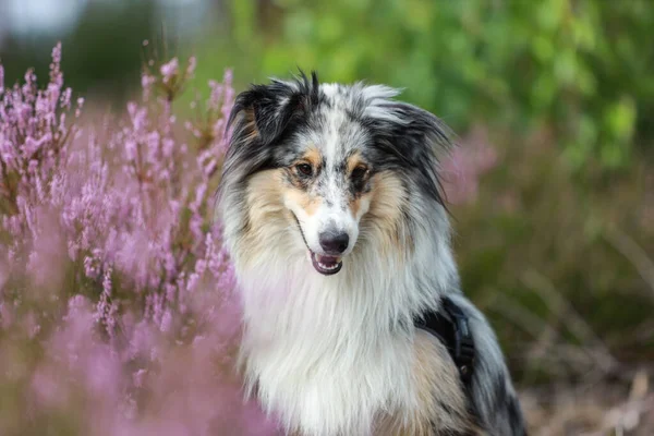 Närbild Foto Blå Merle Våtmark Sheepdog Sheltie Hund Porträtt Foto — Stockfoto