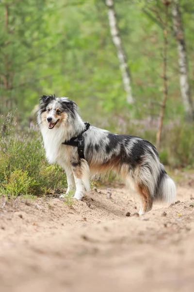 Förtjusande Blå Merle Shetland Sheepdog Sheltie Står Gammal Landsbygd Väg — Stockfoto