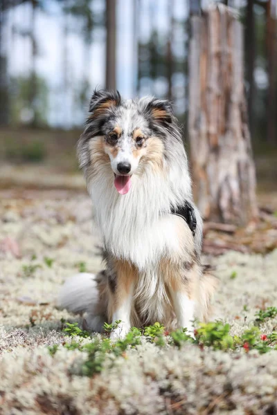 Piękny Niebieski Merle Shetland Sheepdog Sheltie Siedzi Pięknym Mech Czerwonymi — Zdjęcie stockowe