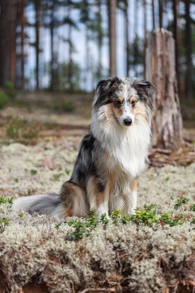Vackra Blå Merle Shetland Sheepdog Sheltie Sitter Härlig Mossa Med — Stockfoto