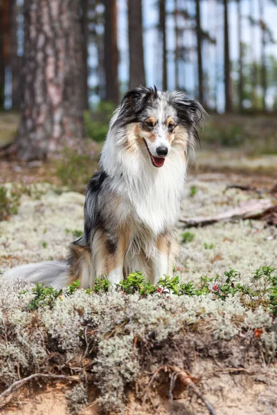 Vackra Blå Merle Shetland Sheepdog Sheltie Sitter Härlig Mossa Med — Stockfoto