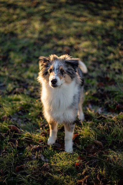 Small Beautiful Shetland Sheepdog Puppy Standing Garden Photo Taken Late — Stock Photo, Image