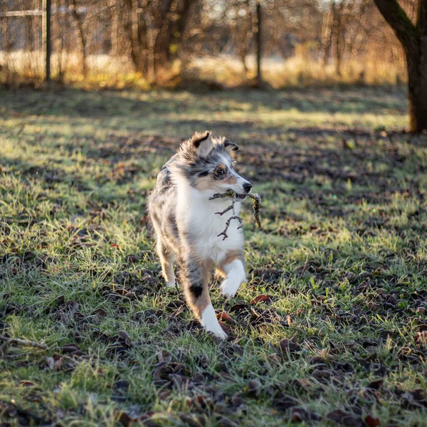 Small Beautiful Shetland Sheepdog Puppy Running Small Stick Mouth Photo — Stock Photo, Image