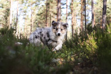Genç, küçük Shetland çoban köpeği Sheltie ormanda yürüyor. Fotoğraf sıcak bir yaz gününde çekildi..