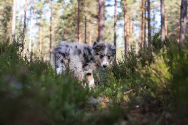 Genç, küçük Shetland çoban köpeği Sheltie ormanda yürüyor. Fotoğraf sıcak bir yaz gününde çekildi..