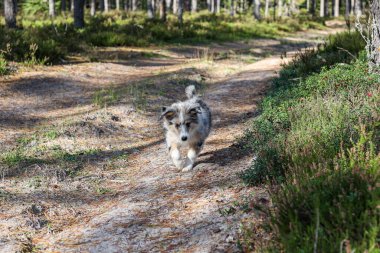 Genç, küçük Shetland çoban köpeği Sheltie ormanda yürüyor. Fotoğraf sıcak bir yaz gününde çekildi..